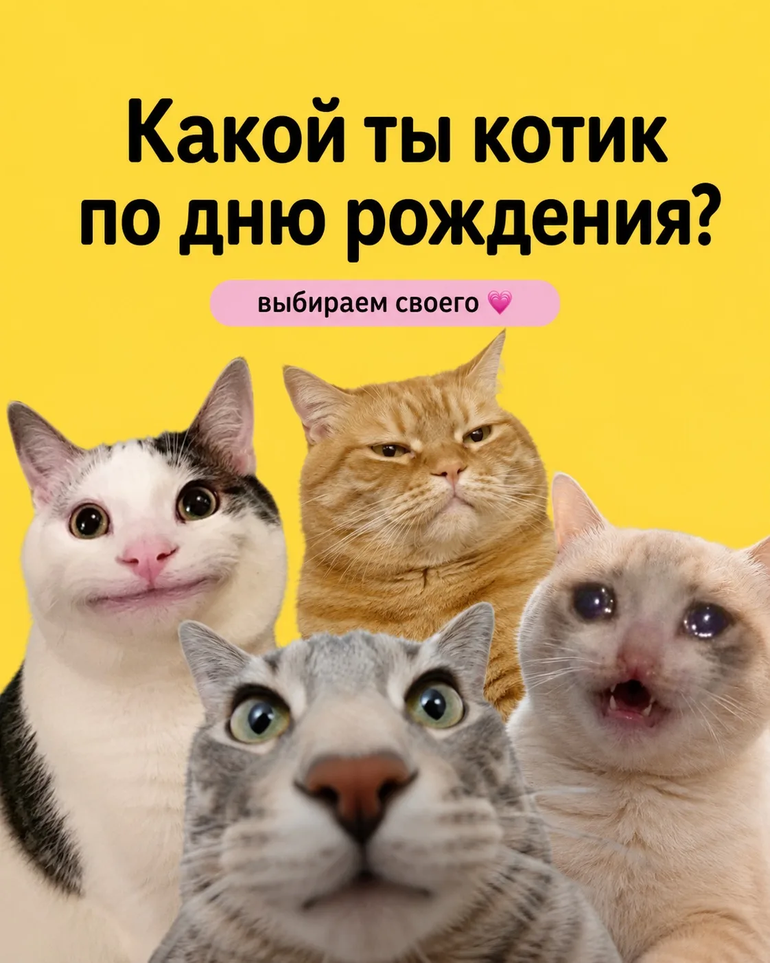 Какой ты котик по дню рождения?🐾