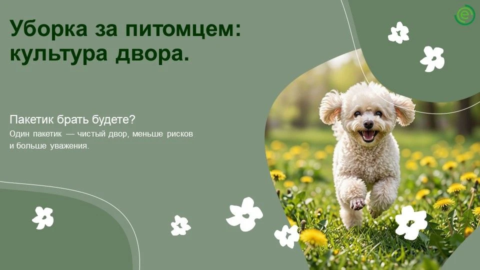 🐾 Лето, солнце, прогулки с четвероногим другом…