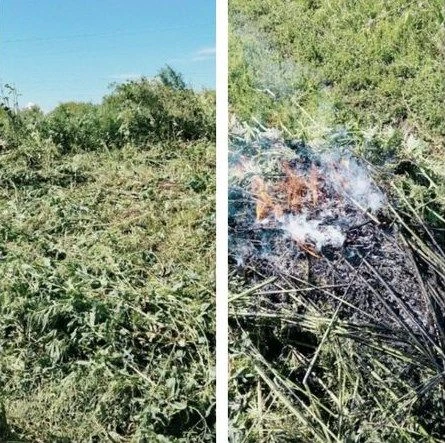 🌾 Под Ливнами уничтожили сотни кустов дикой конопли

Наркосодержащее растение нашли неподалеку от а