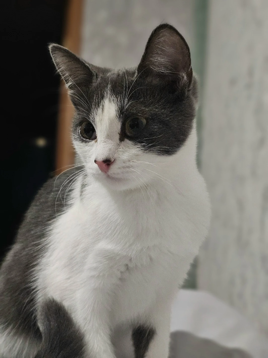 ❤️❤️❤️Тося ищет дом! Маленькая мурлыка с огромными выразительными глазами 🐾❤️