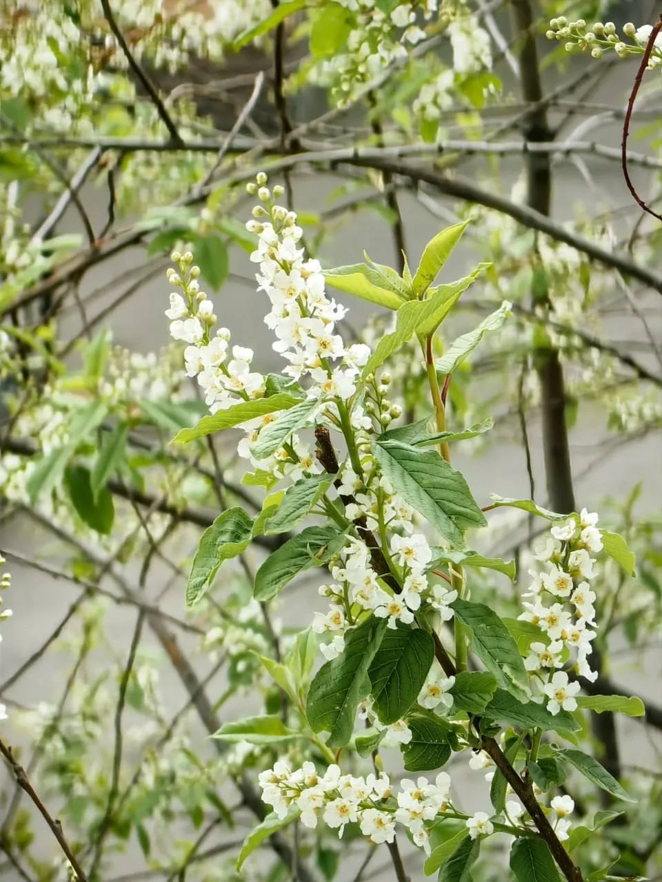Мы нашли причину похолодания 🥶  На Самойловой зацвела черёмуха 🌸