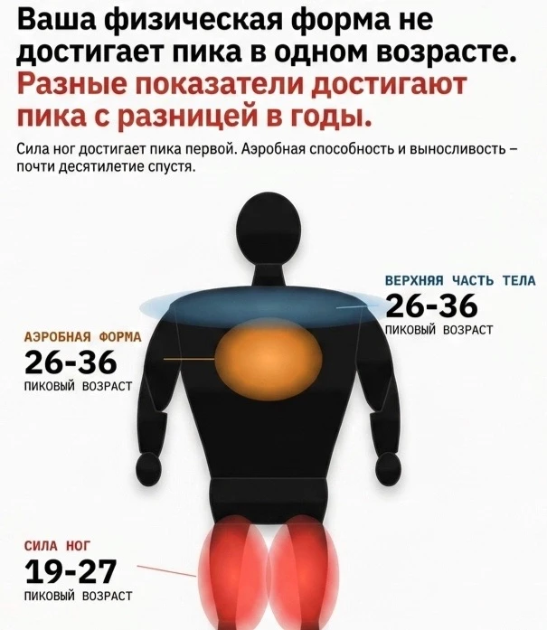 На интересные данные о пике физической формы наткнулся у коллеги. Перевел для вас визуа...