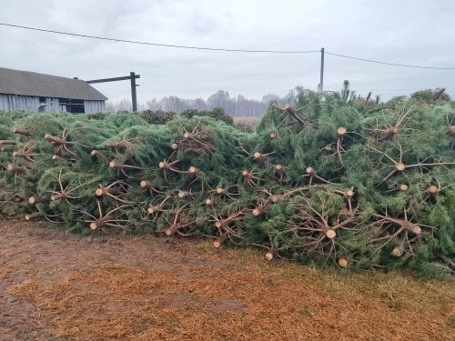 🎄 Первая партия рождественских деревьев из Башкирии отправилась в Самарскую область
