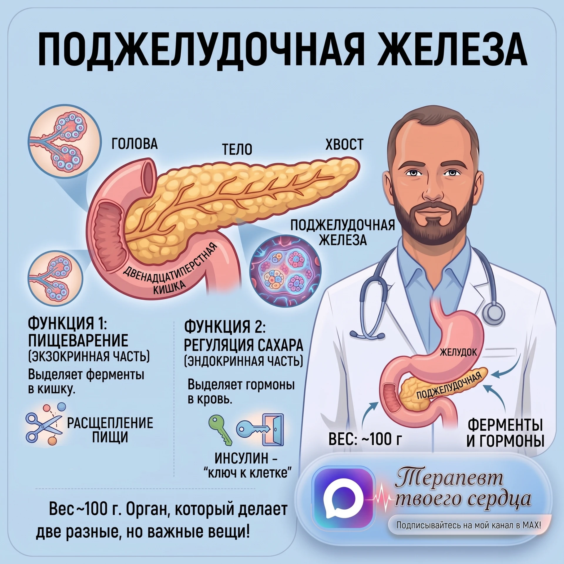 Орган, который умеет переваривать сам себя