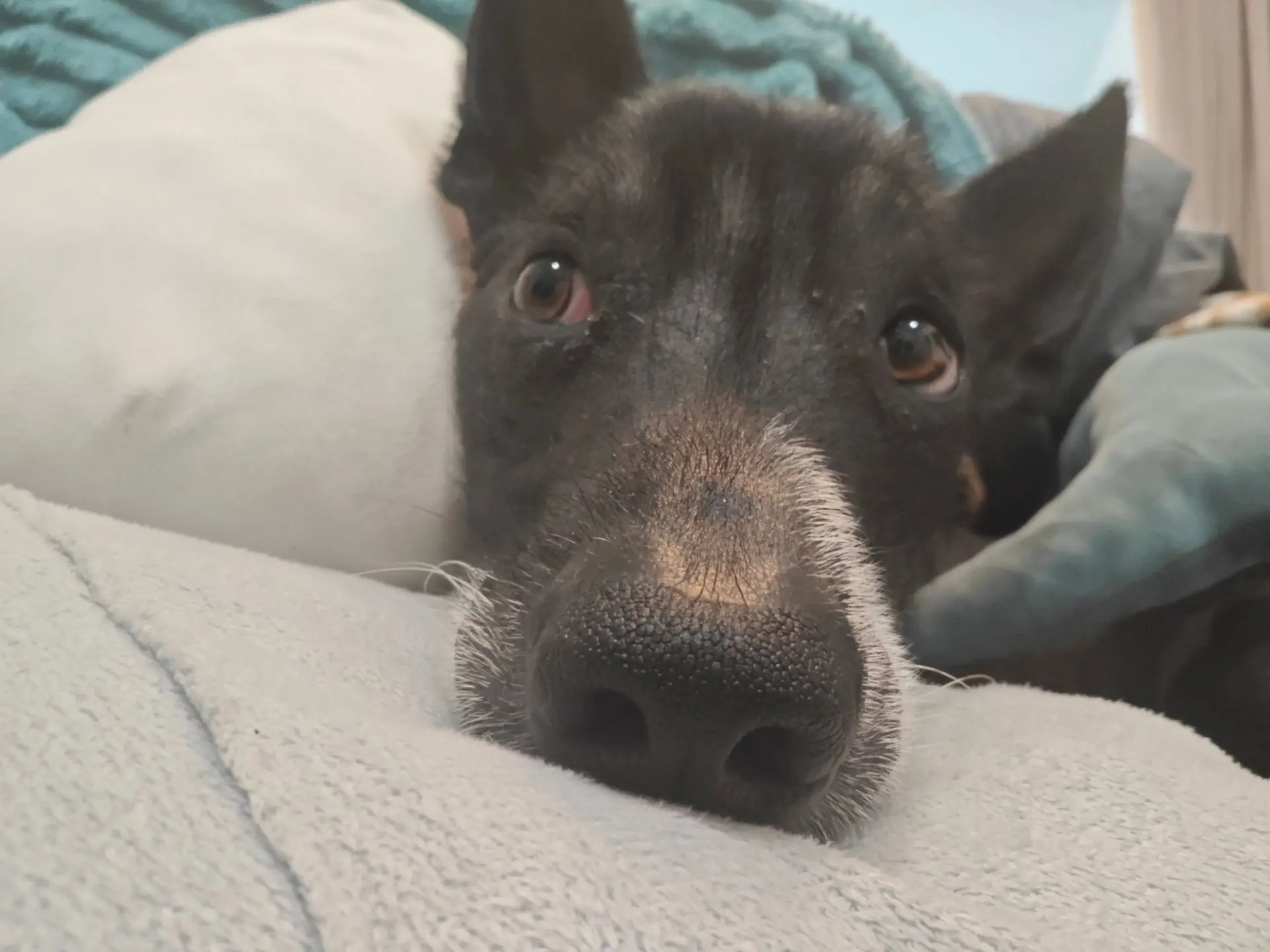 Как же здорово спать в окружении игрушек😴! Вот только еды не хватает🐶.