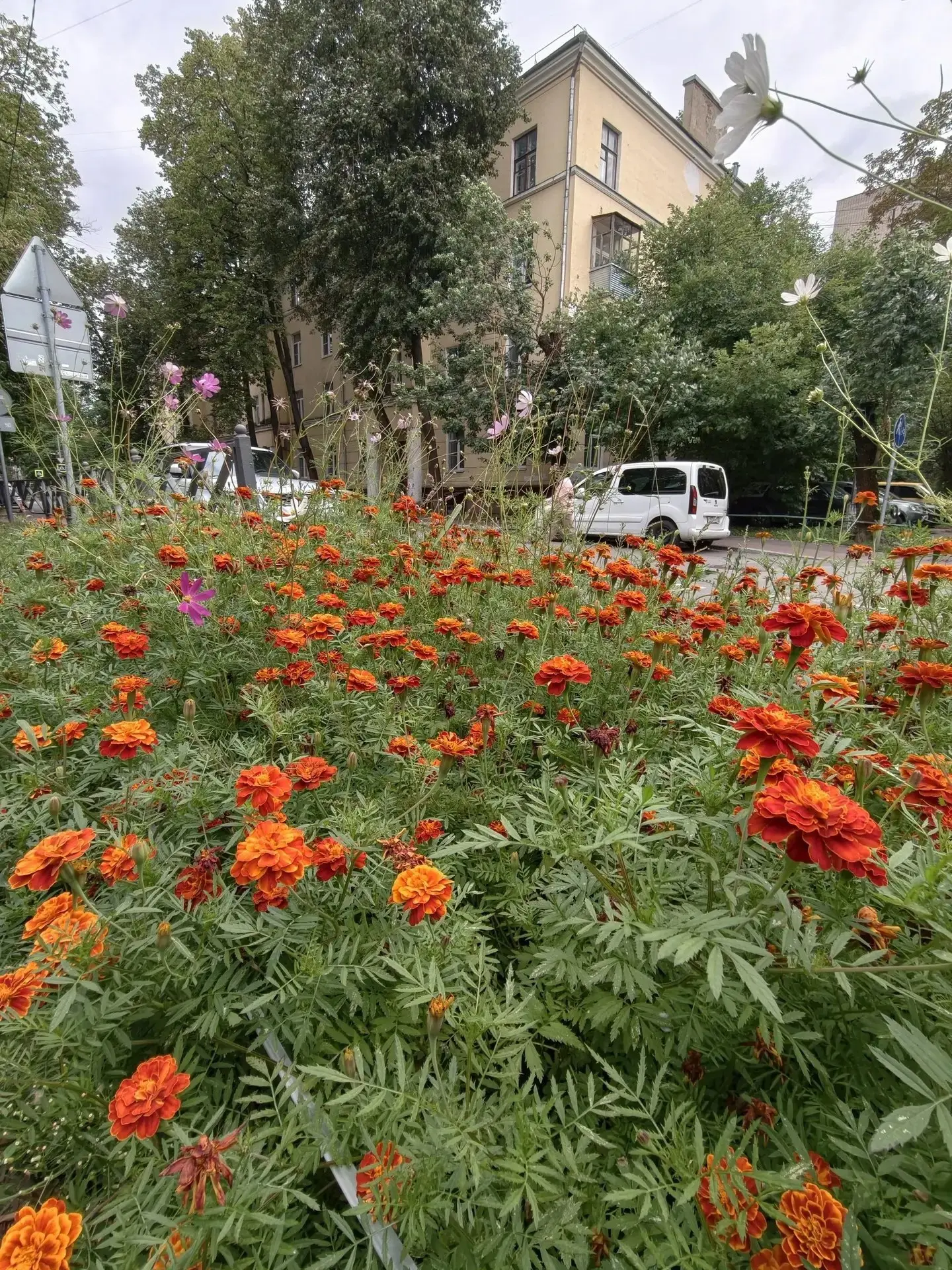🌺 Цветущая Первомайская
