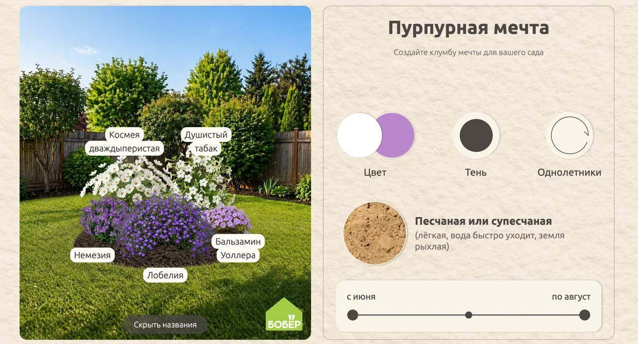 Посмотрите, какое гармоничное сочетание получилось на клумбе! Белый смягчает яркий фиол...