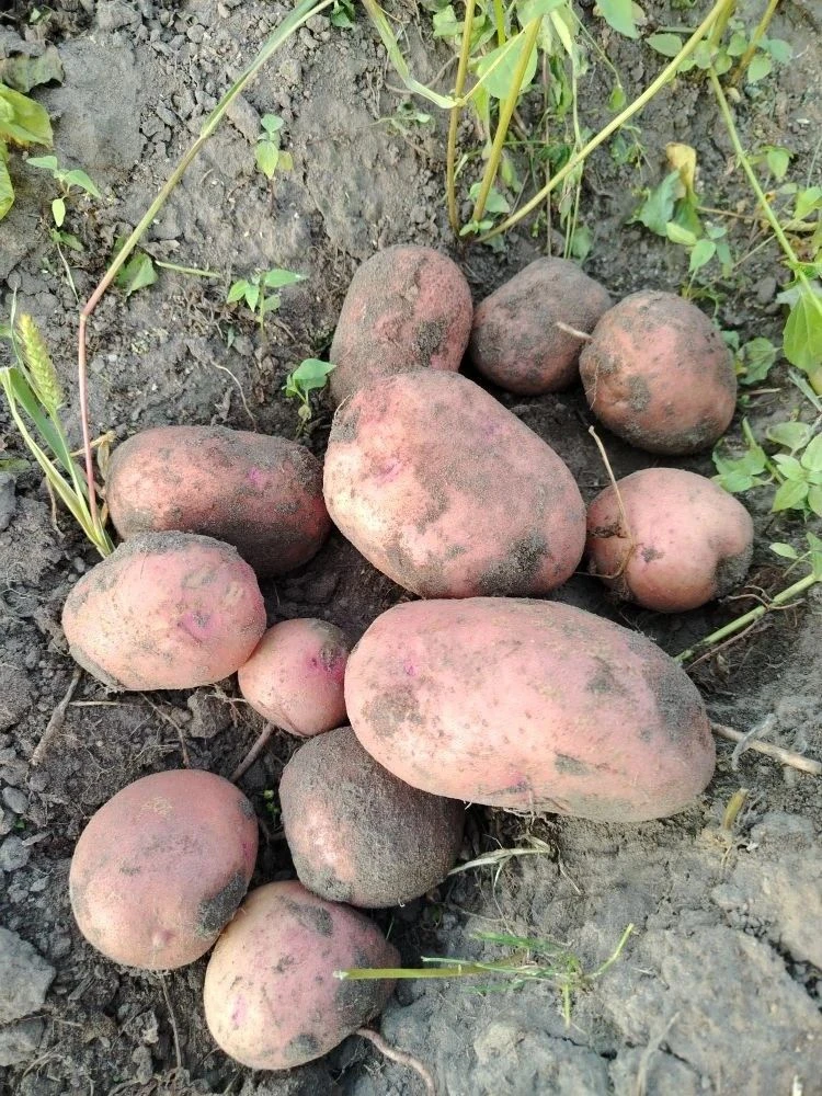 🥔 «Картофель - второй хлеб»: и как же это правда! 💛В этом году урожай получился по-св...