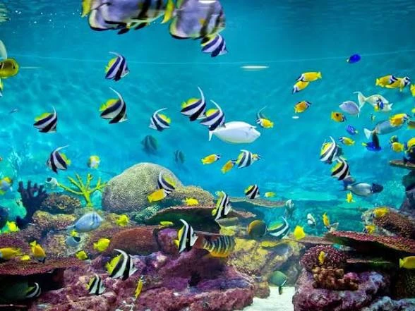 Посмотреть подводный мир Красного моря можно всей семьей по замечательной цене 😍