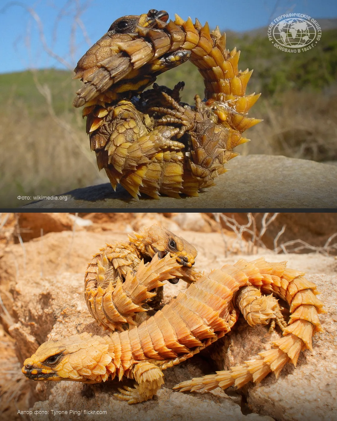 🐉 Дракон, оживший из легенд — малый поясохвост (Ouroborus cataphractus)
