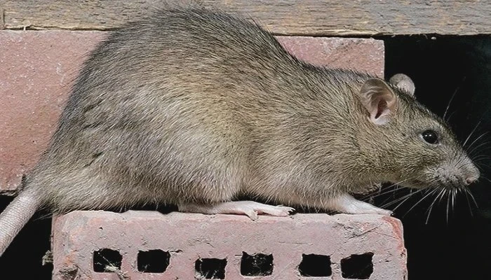 🐀 Крупная крыса едва не сбила с ног покупателя
