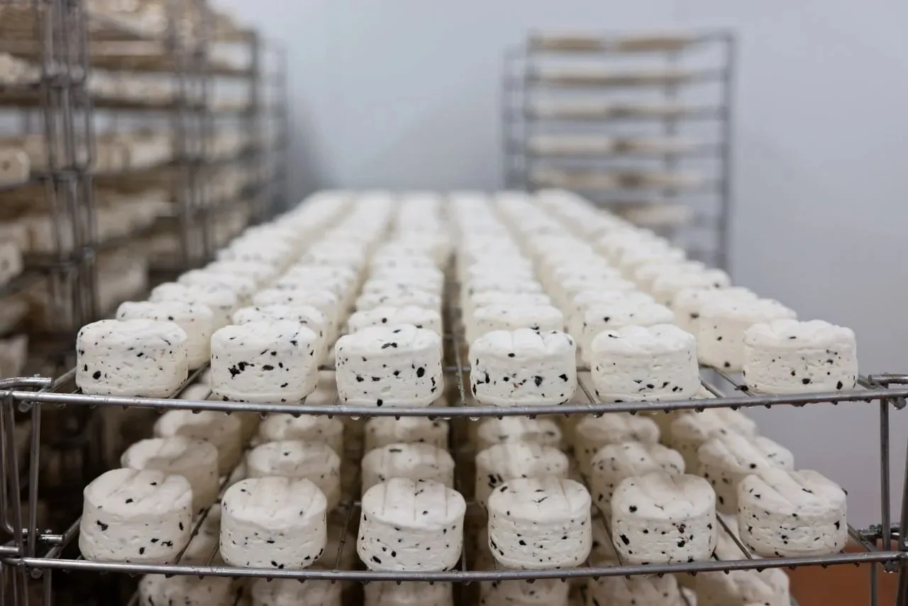 Подмосковные сыры – лучшие на международном конкурсе Cheese Expo 2026  🧀 В московском выставочном це