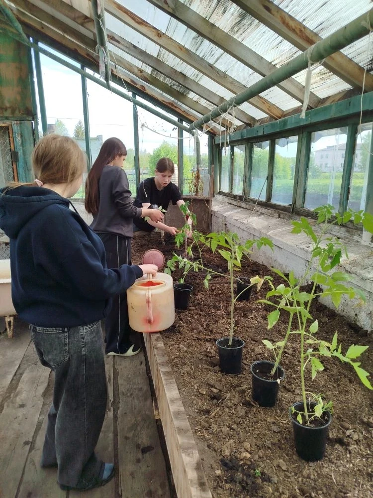 🍅 Свершилось! Высадка томатов завершена.