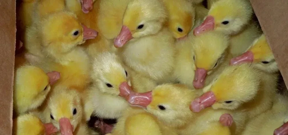 🐥Управлением Россельхознадзора в аэропорту Хабаровска проведен ветеринарный контроль 1...