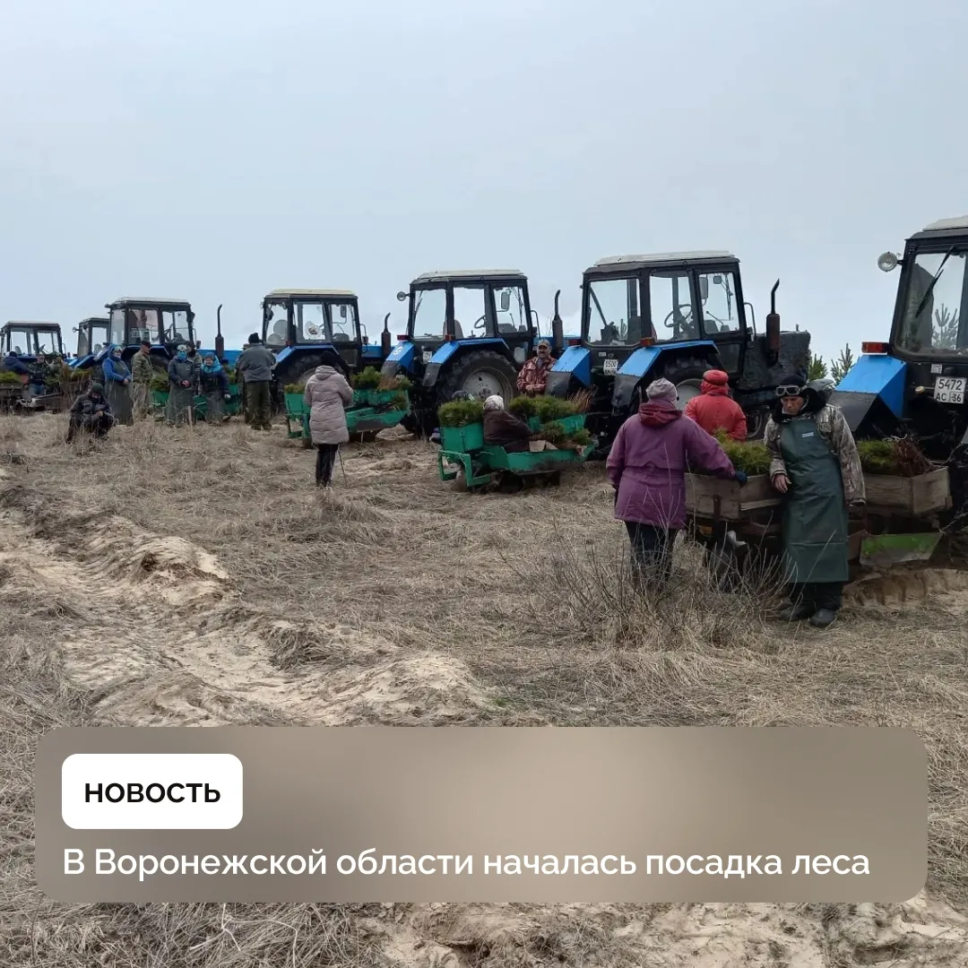 Новая Усмань | Отрадное | Воронеж🏡  В ходе весеннего этапа планируется провести лесовосстановление н