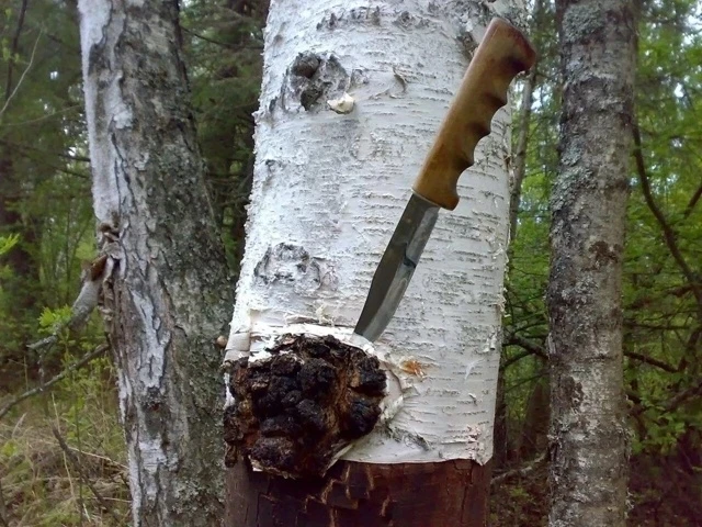 🌿 Чага – гриб бессмертия