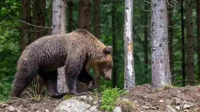 В последние месяцы случаи выхода хищников к людям участились по всей стране.