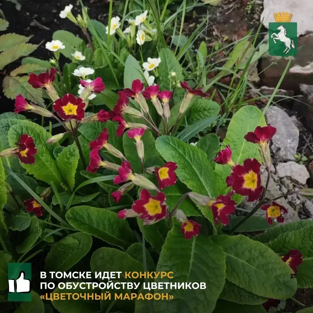 🌹Городской департамент дорожной деятельности и благоустройства проводит конкурс «Цвето...