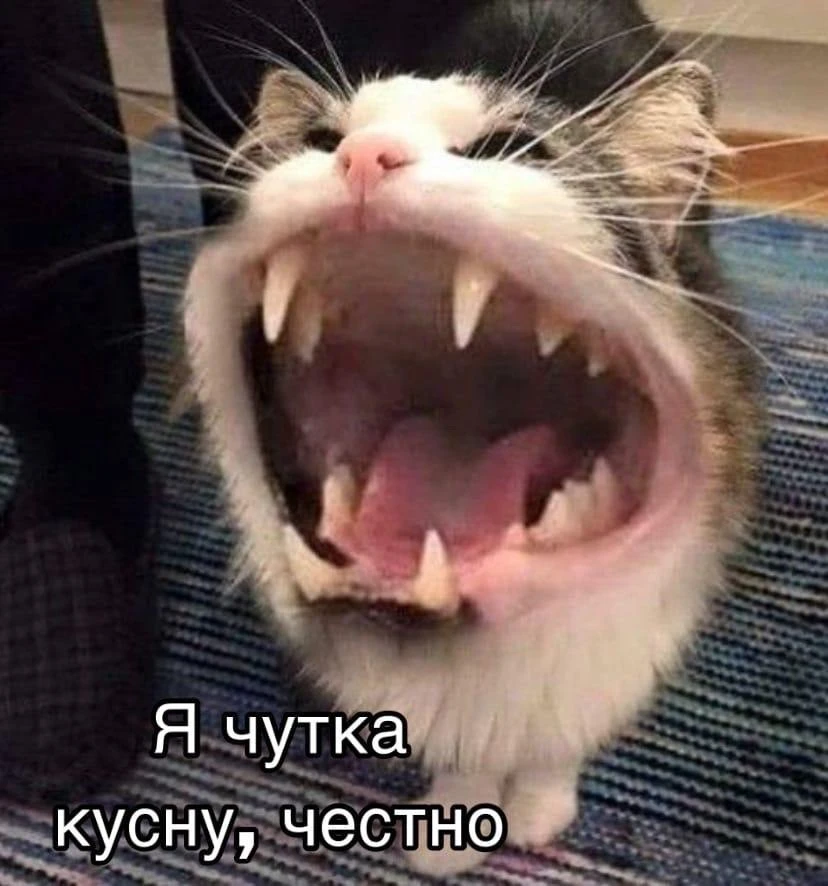 взято из: мемы про котов