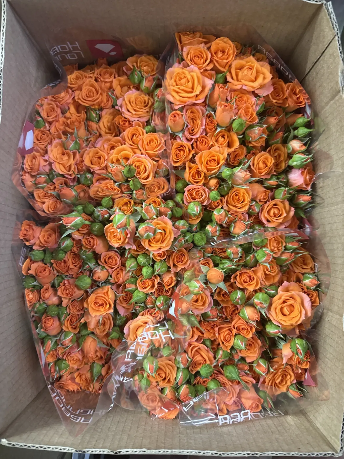 Аллегрия