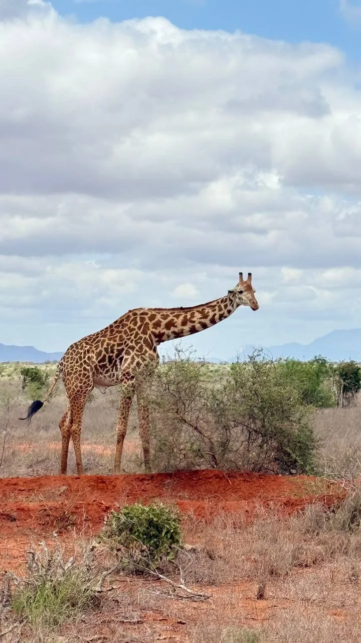 🦒 Где можно позавтракать с жирафами?