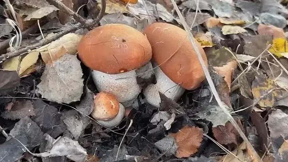 Лезут еще. Рыбное.