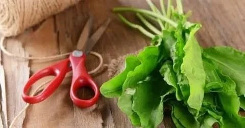 ☘️ Щавель: польза для сердца и сосудов