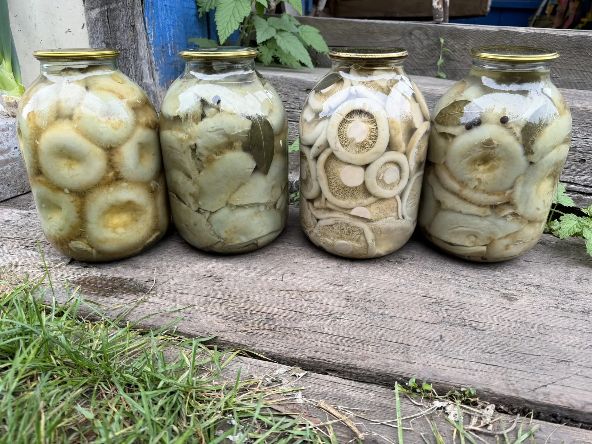 Свободны на завтра грузди: