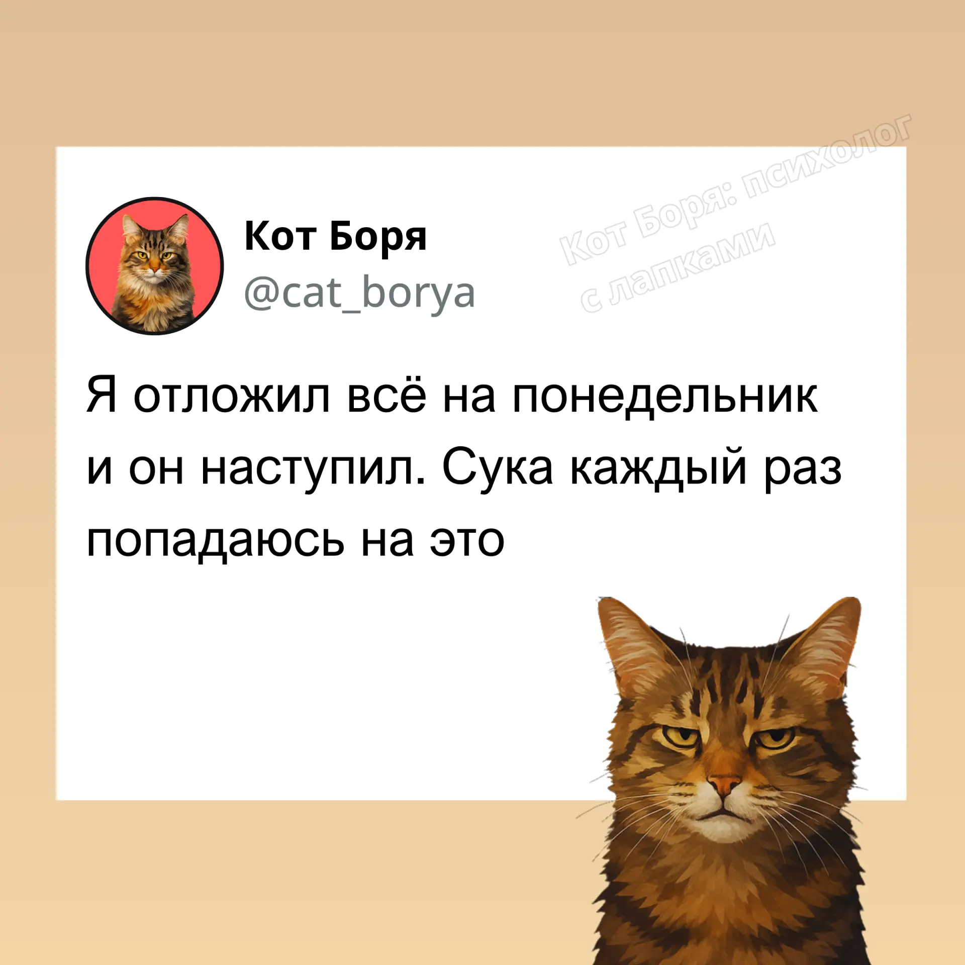 Кот Боря: Психолог с лапками