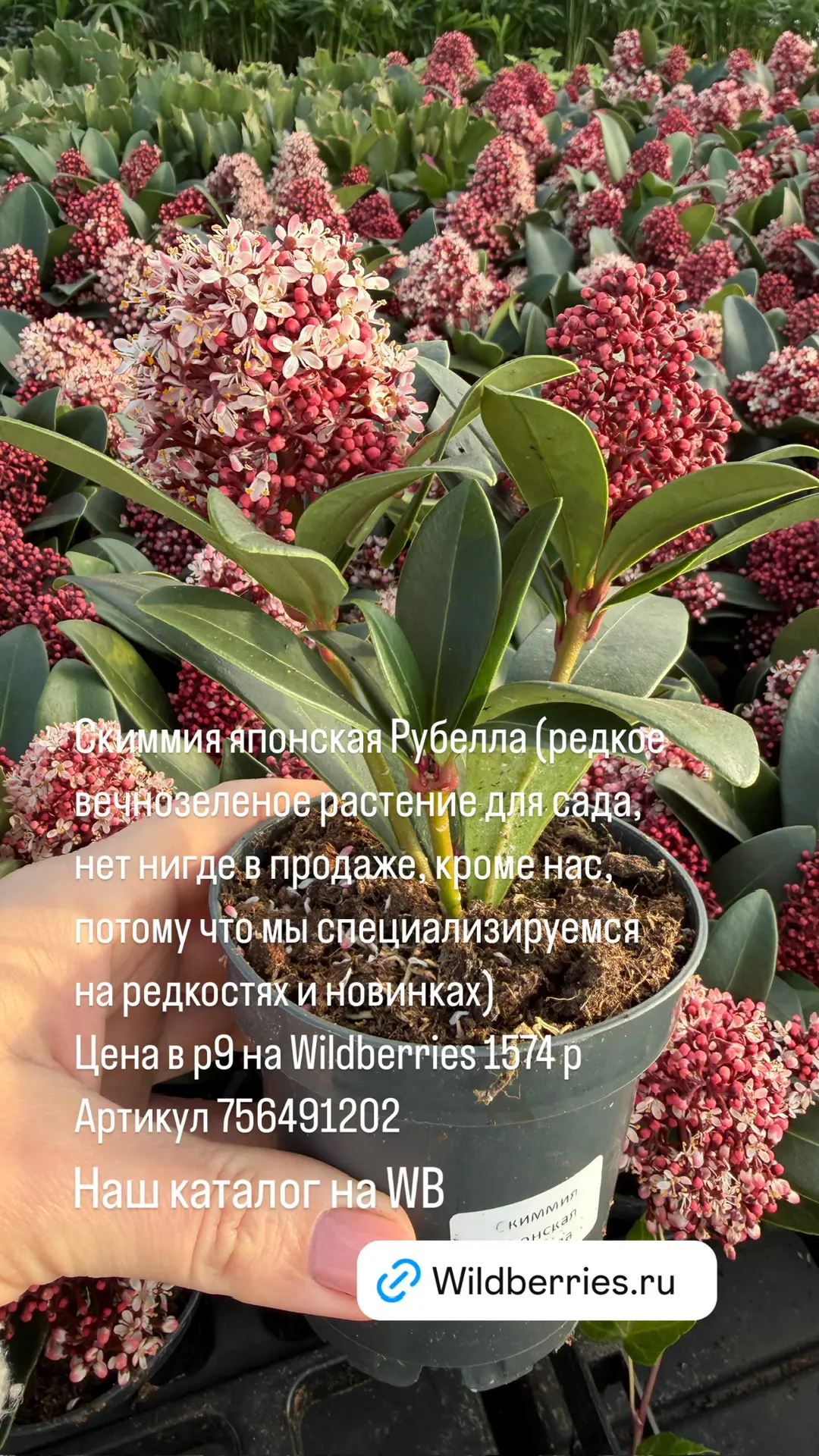 Размер имеет значение? И как образуется цена на Wildberries? Ответ на самый интересный вопрос дня🧐