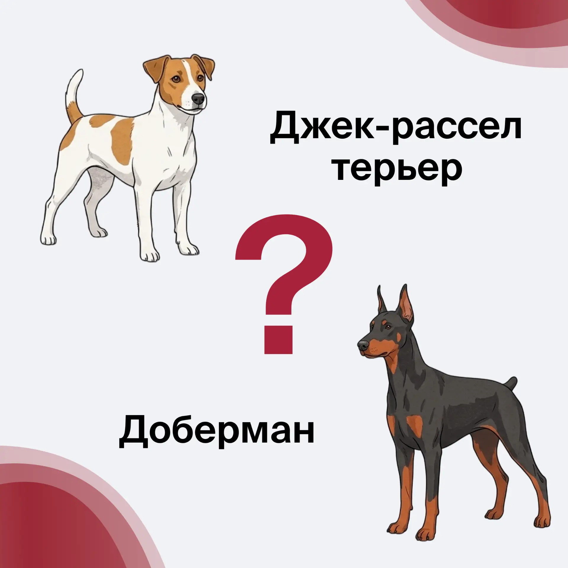 Продолжаем 

❤️ Джек-рассел терьер 

👍 Доберман