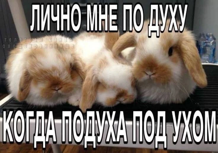 Всем ночь!)
