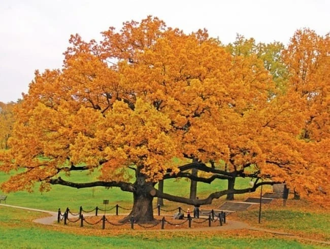 Вот за что мы любим осень 🍁 Дубовое
