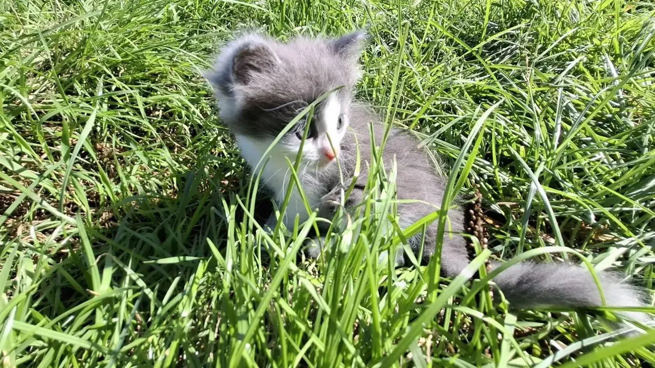 Котята ищут дом и хозяина. Котятам 2 месяца. Пушистые, красивой окраски.