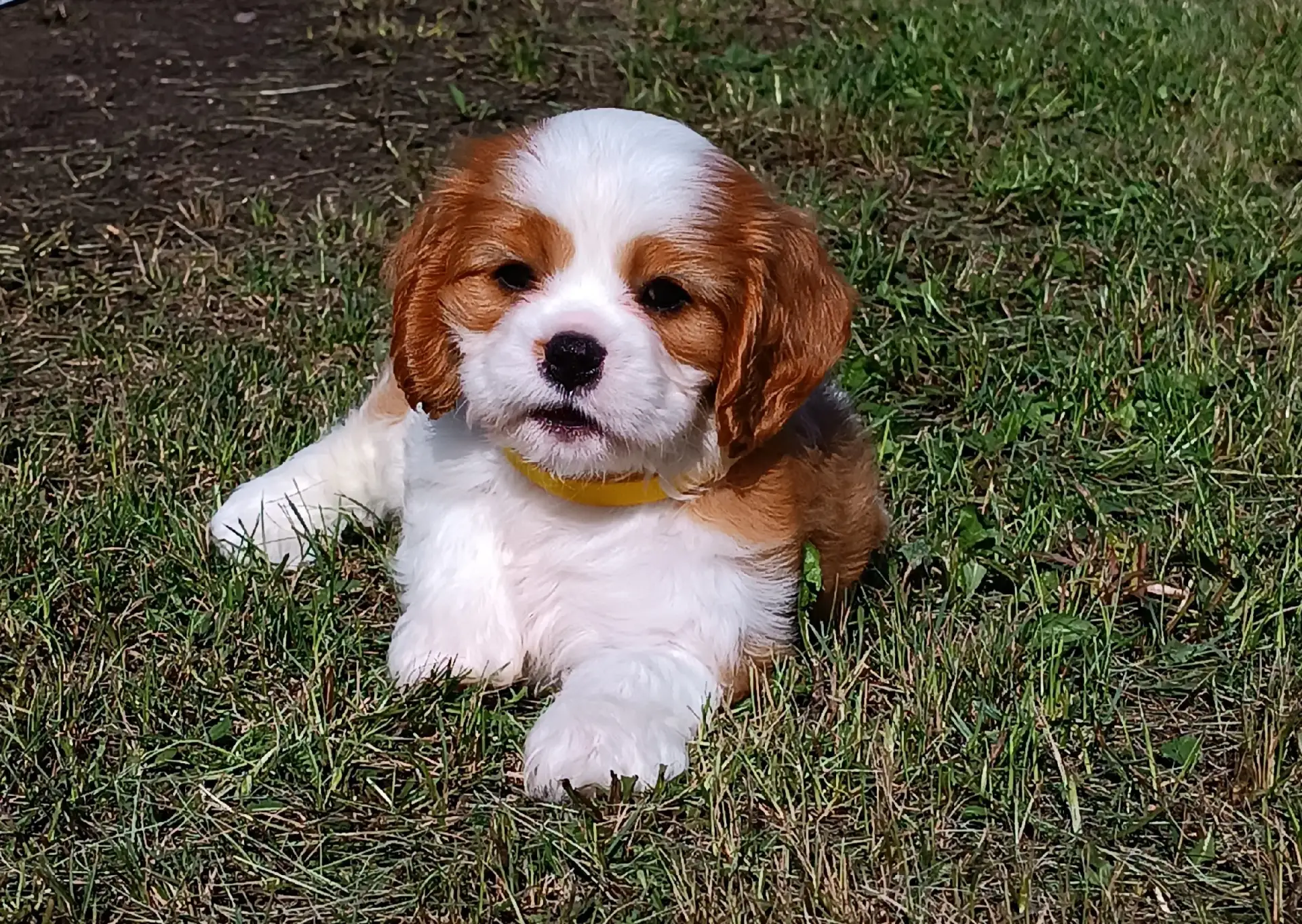 🐶 Щенки КАВАЛЕР КИНГ ЧАРЛЬЗ СПАНИЕЛЯ 💥
