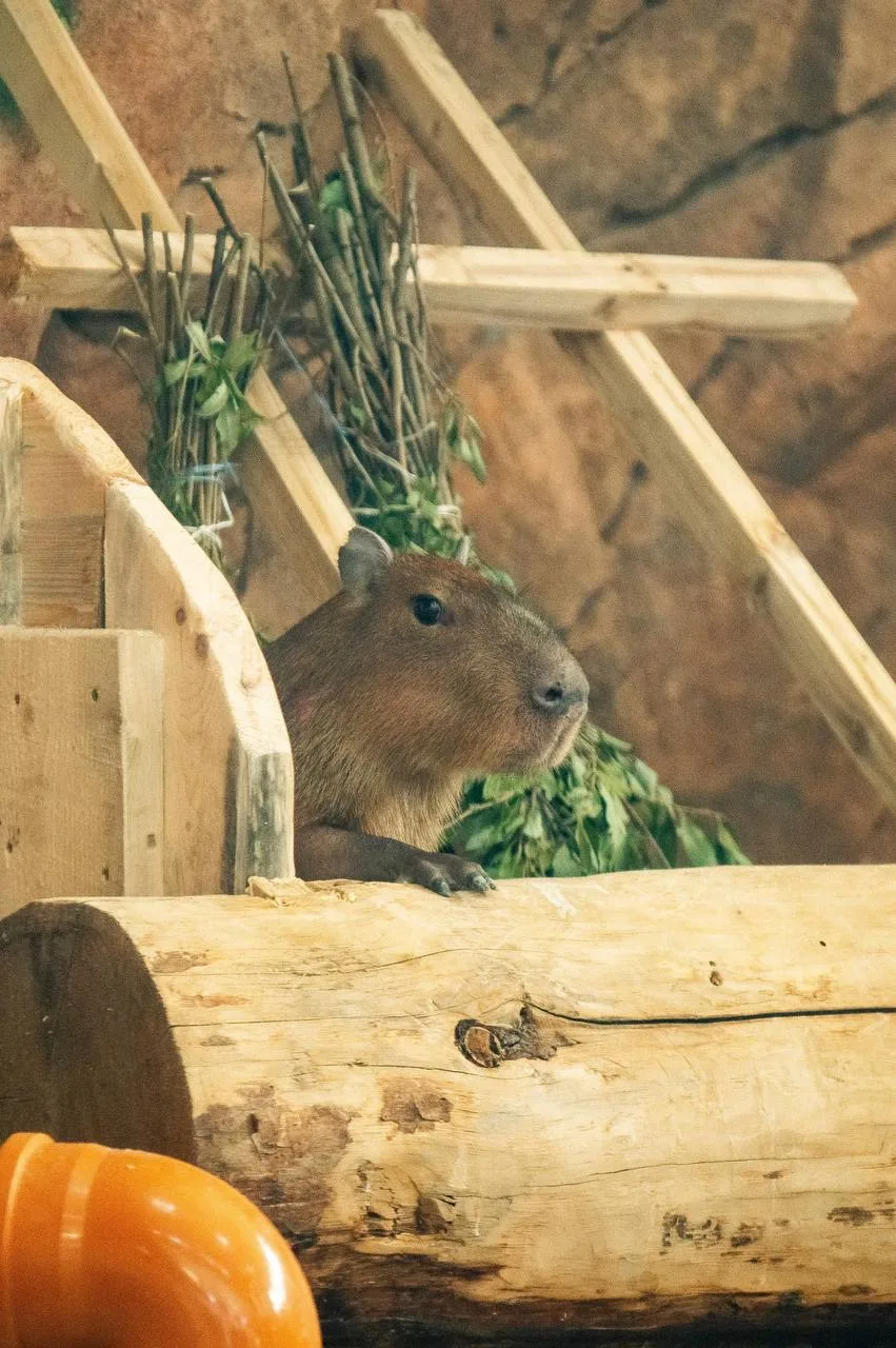 🐹 В Казанском зоопарке — долгожданное пополнение!