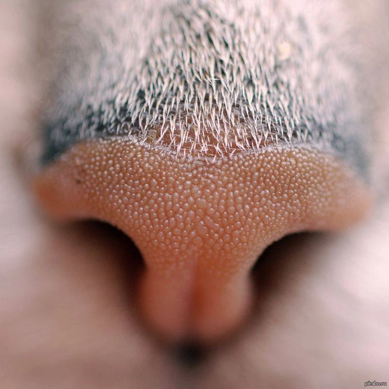 Уникальность рисунка на носу🐱