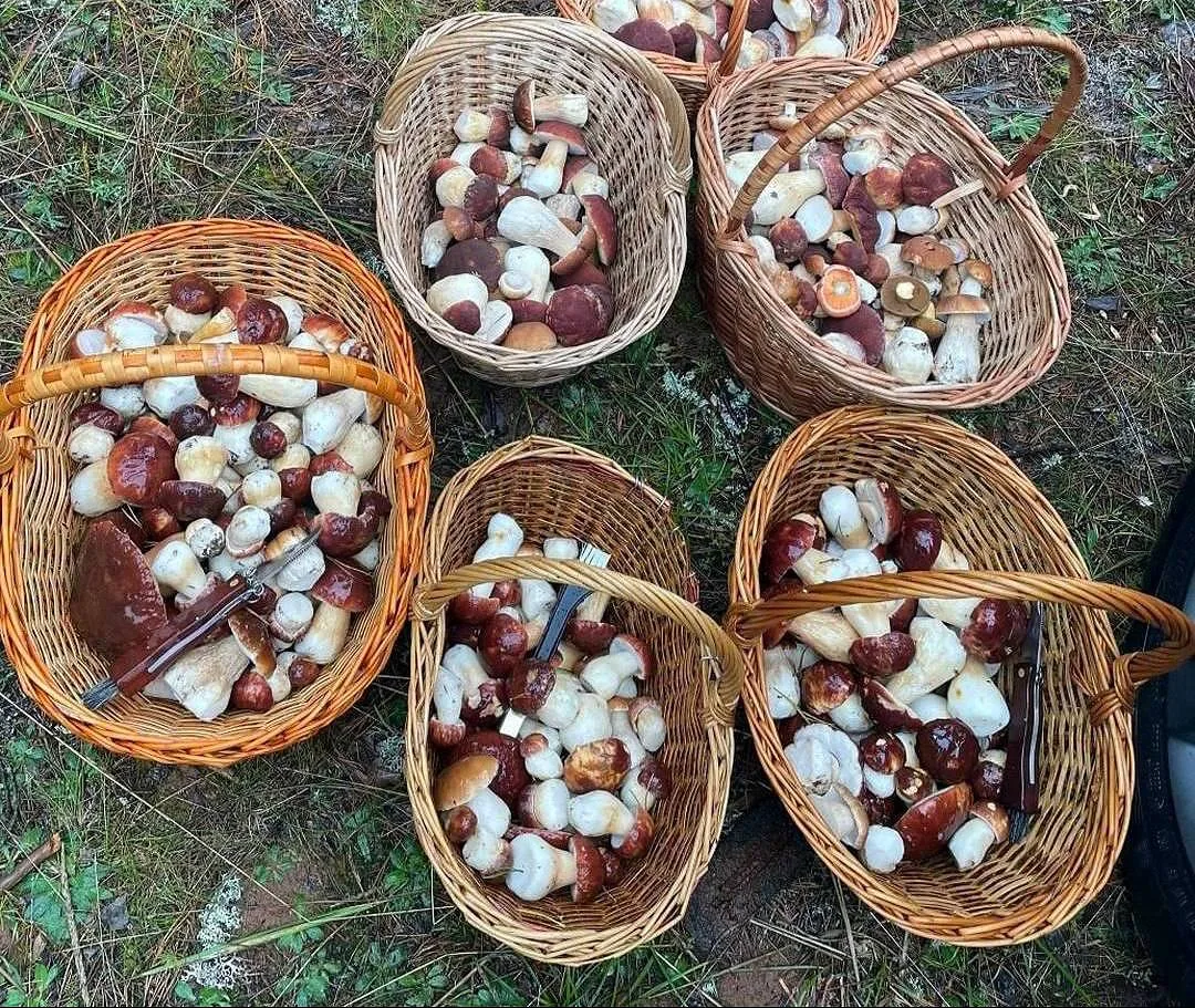 🤯 Грибники Питера и Ленобласти хвастаются полными корзинками грибов