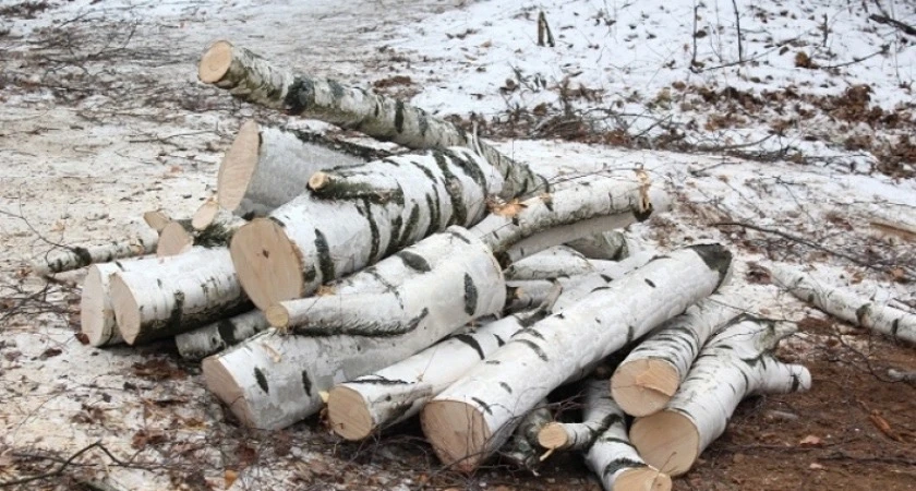 🌳 У озера Смолино незаконно вырубили 46 берёз — ущерб почти 2 млн рублей
