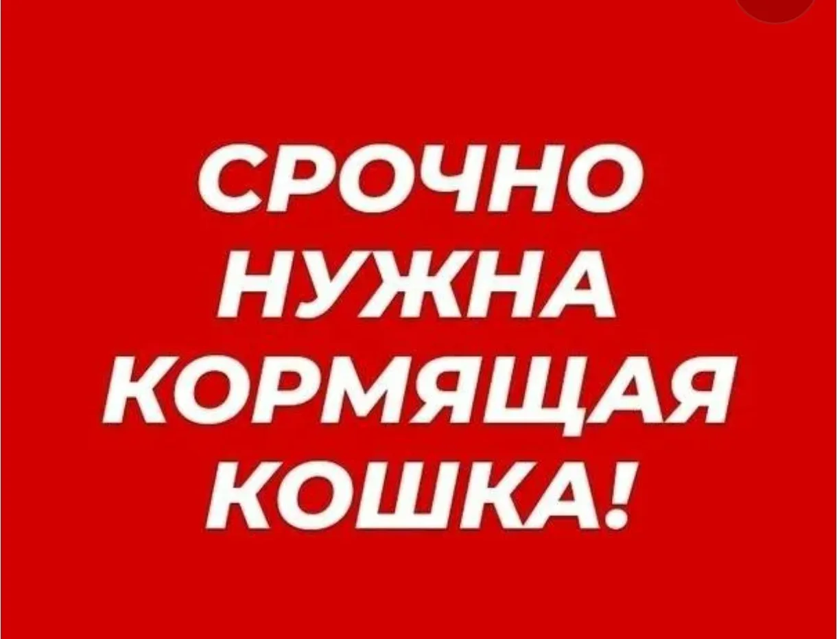 Друзья, срочно нужна кормящая кошка , к вет клинике подбросили новорожденных котят в Ду...