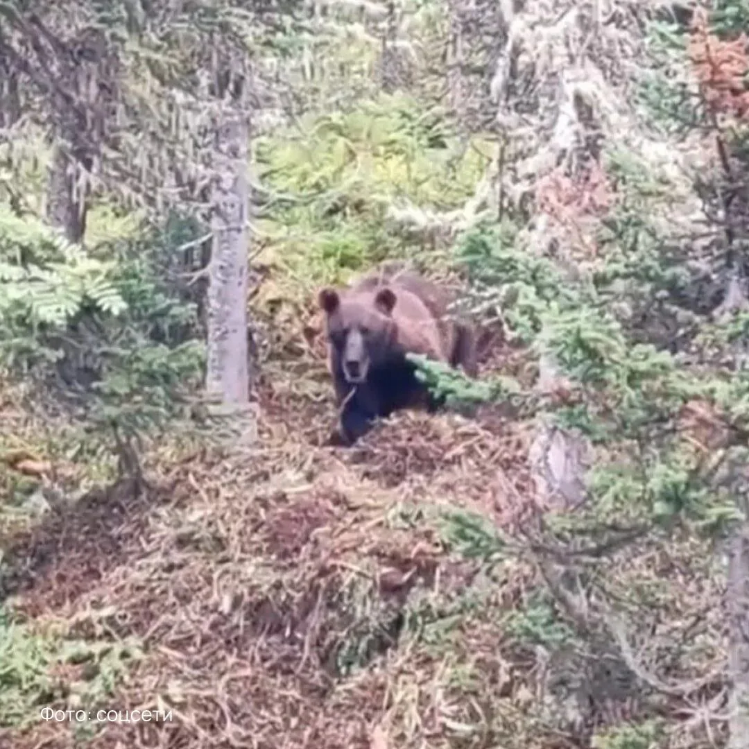 🐻Медведь убил мужчину, когда тот собирал клюкву в тундре на Камчатке.