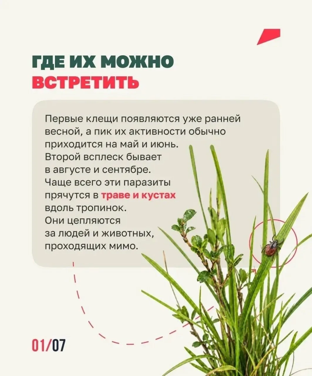 ❗️🌳Клещи: опасность и меры предосторожности
https://selskieogni.ru/articles/zdravoohranenie/2026-08