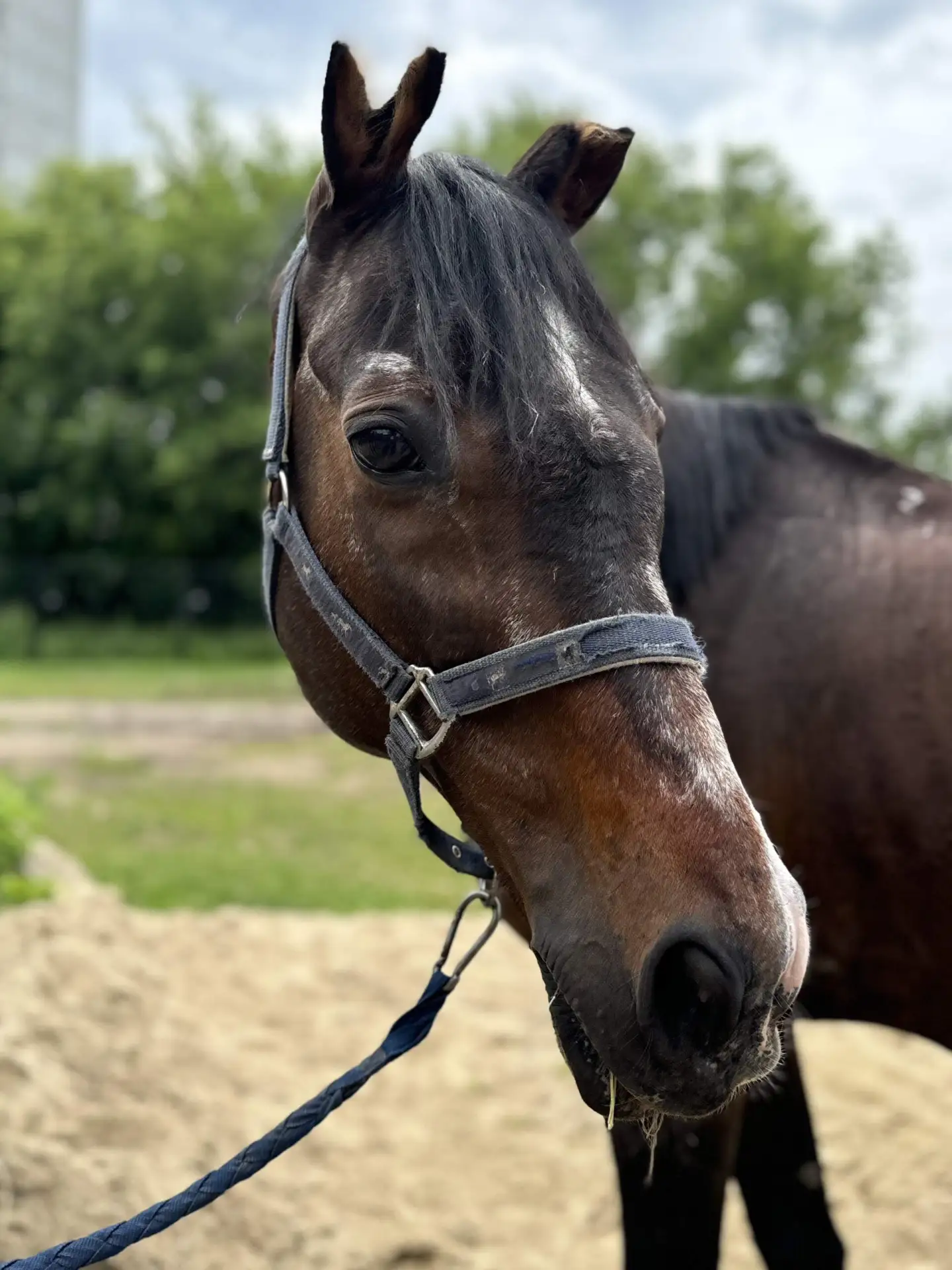 Елизавета Вафина: приглашаем провести день среди лошадей! 🐴