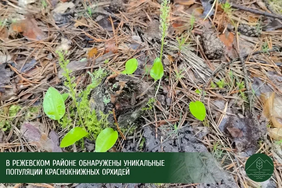 Природно-минералогический заказник «РЕЖЕВСКОЙ»:
🌿Новый полевой сезон на Липовском карьере принес уч