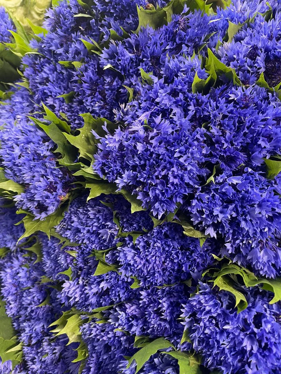 Лето -это васильки 💙🩵

Заказать: https://pro-flowers.taplink.ws