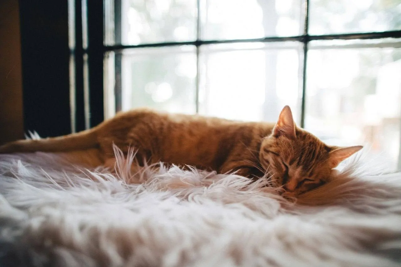 🐈 Россия оказалась самой «кошачьей» страной в мире