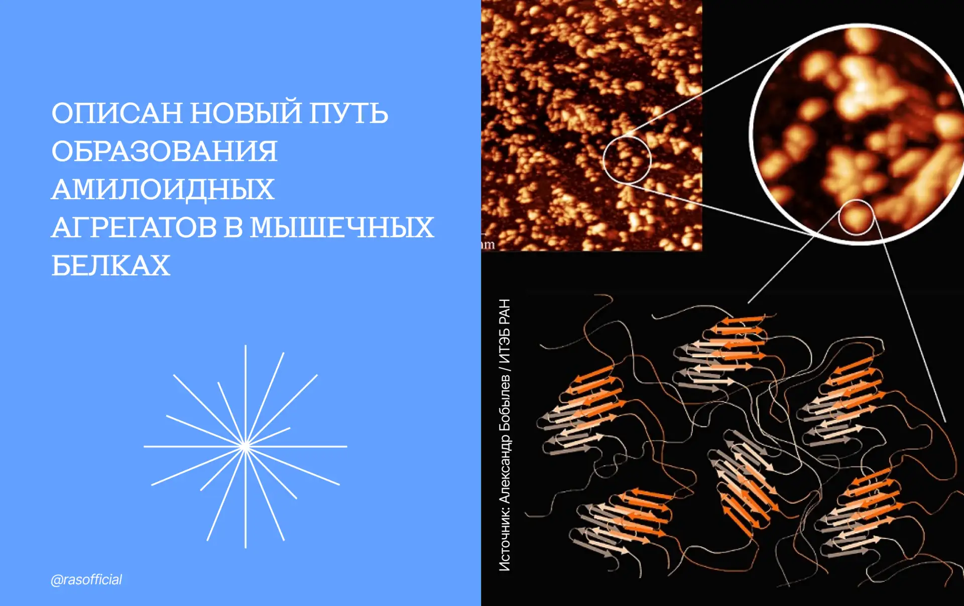 Описан новый путь образования амилоидных агрегатов в мышечных белках

Сотрудники Института теоретиче
