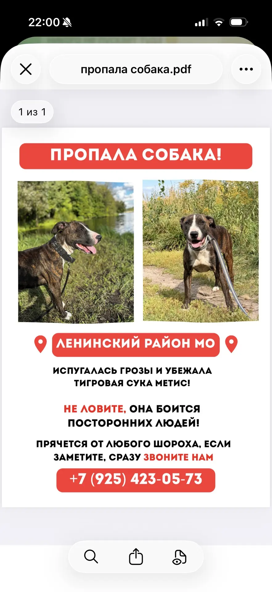 ПРОПАЛА СОБАКА‼️Ленинский район МО‼️