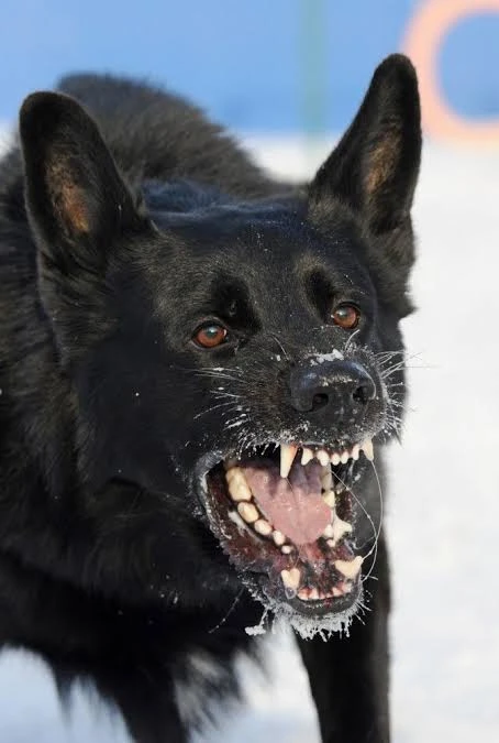 🐶 ❗В Челябинской области впервые за 2 года выявили бешенство