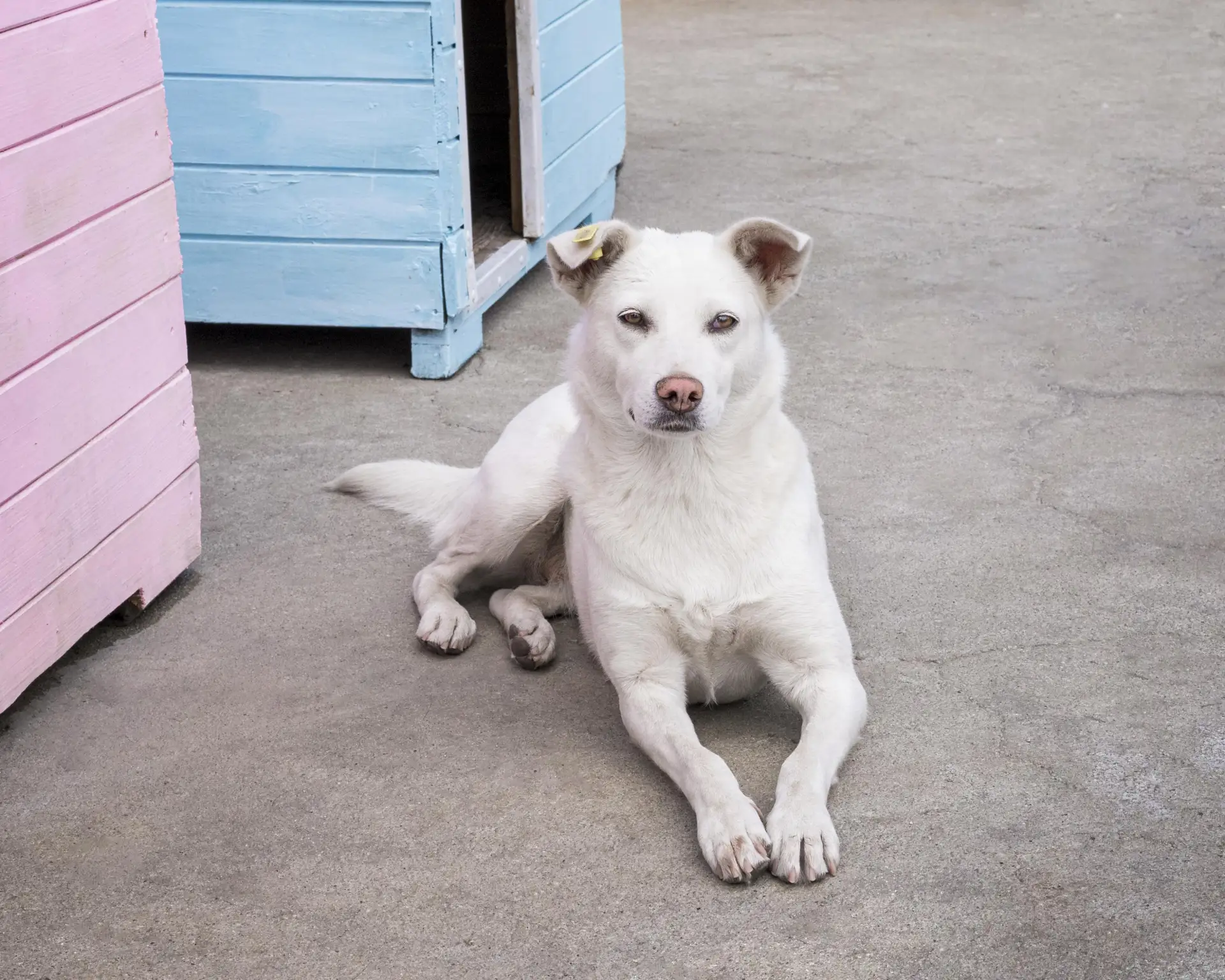 Сахалинцам напоминают об опасности прикормки животных без владельцев  🐶Регулярная подкормка животных